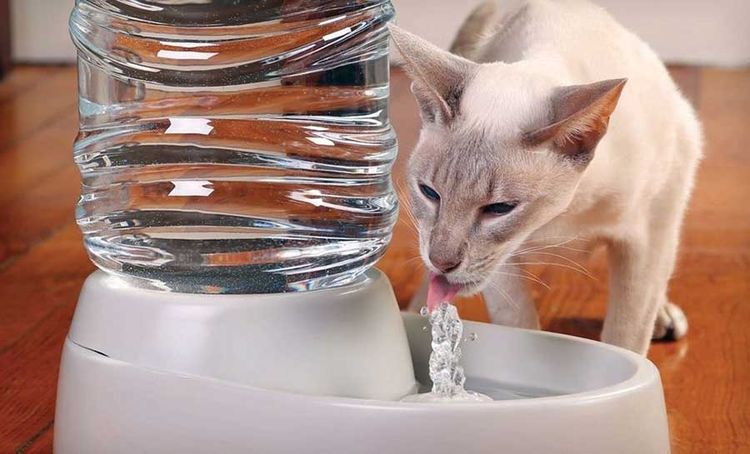 Gato bebiendo agua de un cuenco