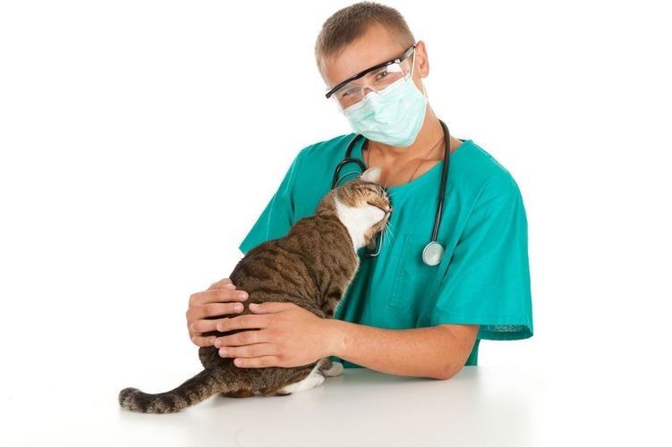 Gato con veterinario