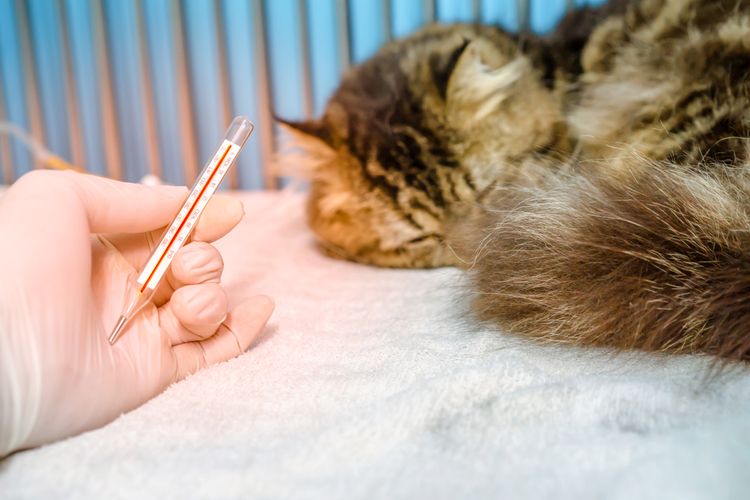 Síntomas de la piroplasmosis en gatos