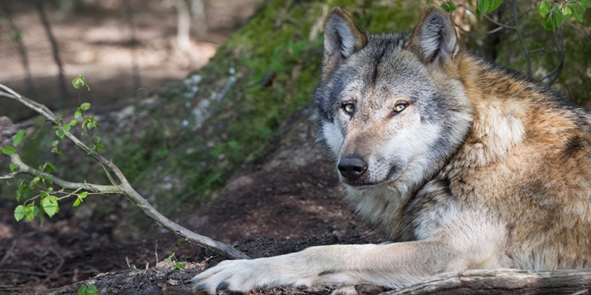 Razas de perros parecidas al lobo