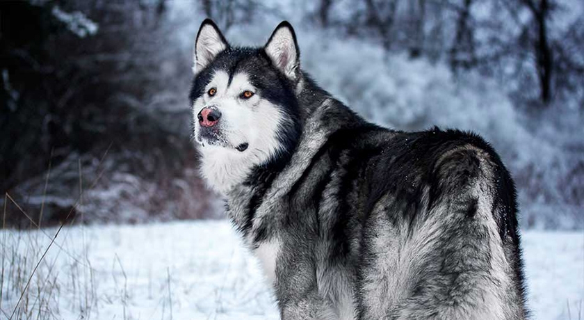 Malamute de Alaska