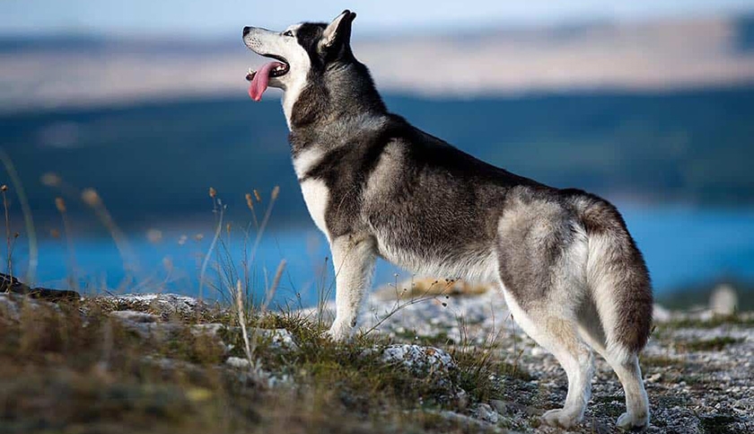 Perro de raza husky