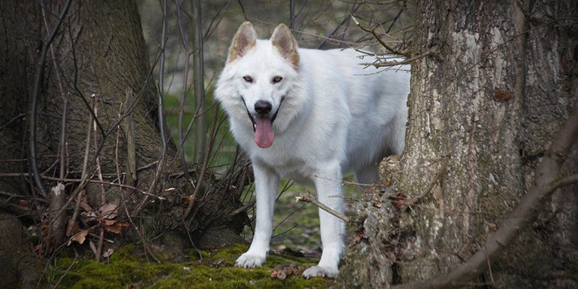 Northern Inuit