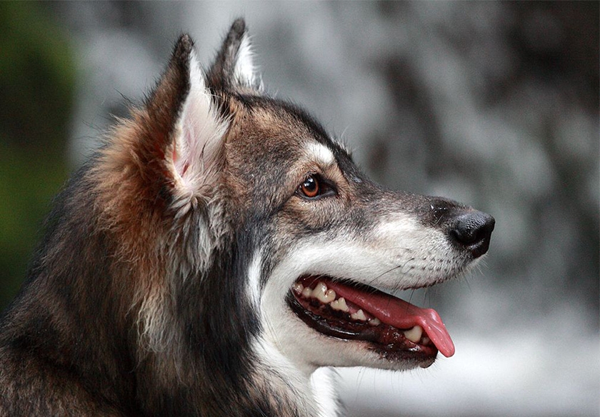 Perro de raza utonagan