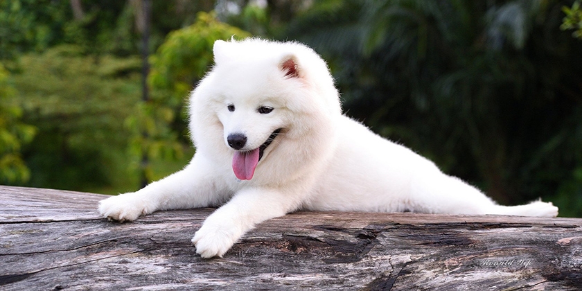 Raza samoyedo