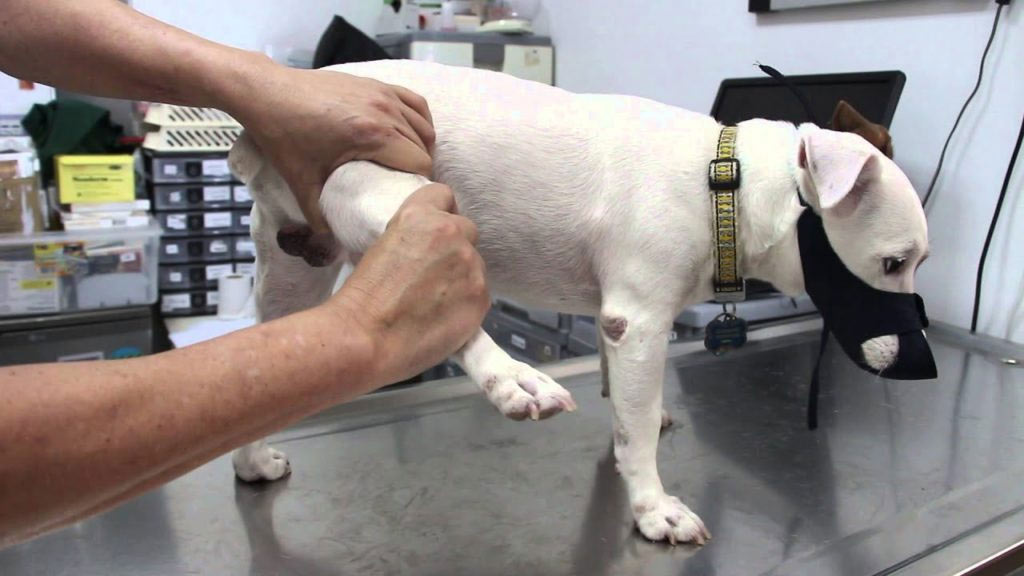 El perro cojea de la pata trasera: posibles causas