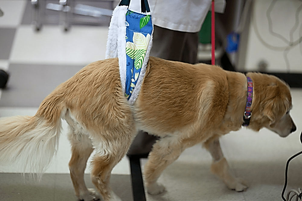 El perro cojea - cómo transportarlo al veterinario