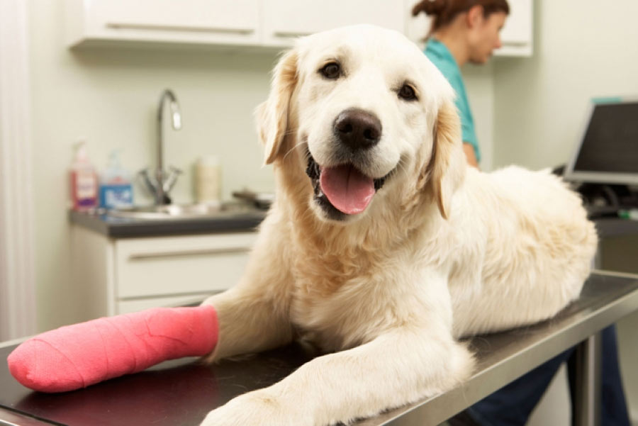 El perro cojea de la pata delantera o trasera: qué hacer