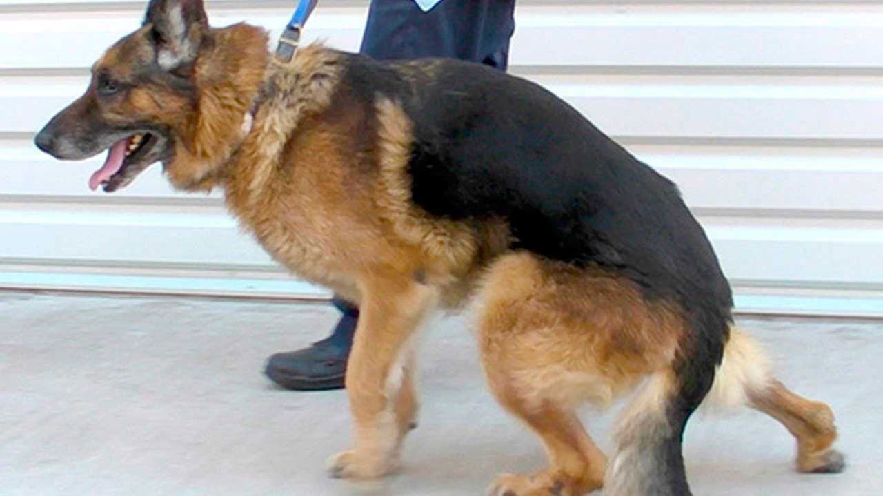 El perro cojea: causas neurológicas