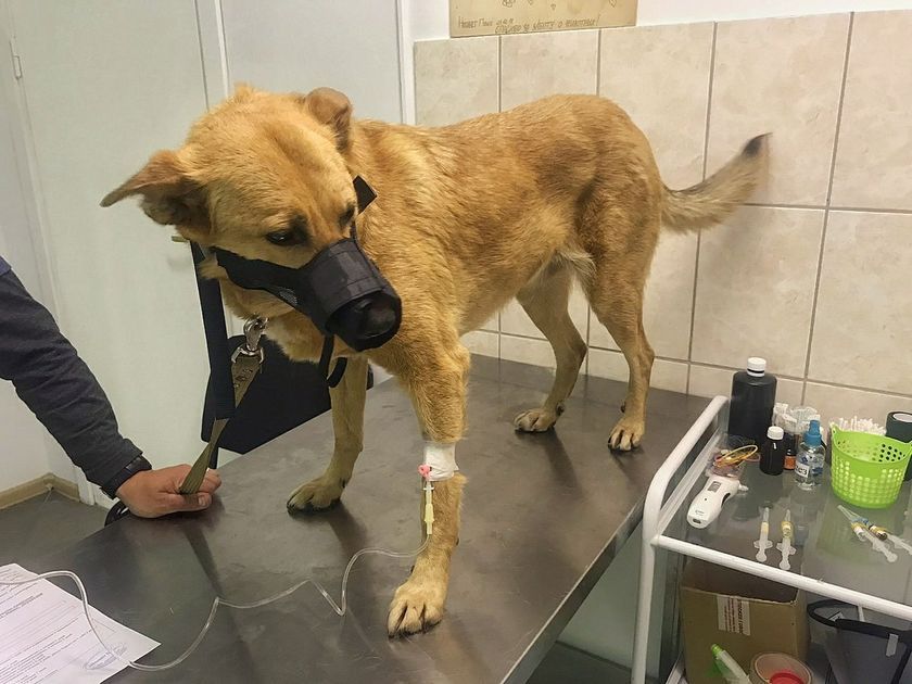 Perro en la clínica veterinaria