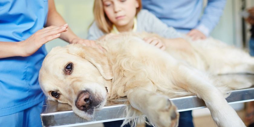El perro ha ingerido veneno para ratas