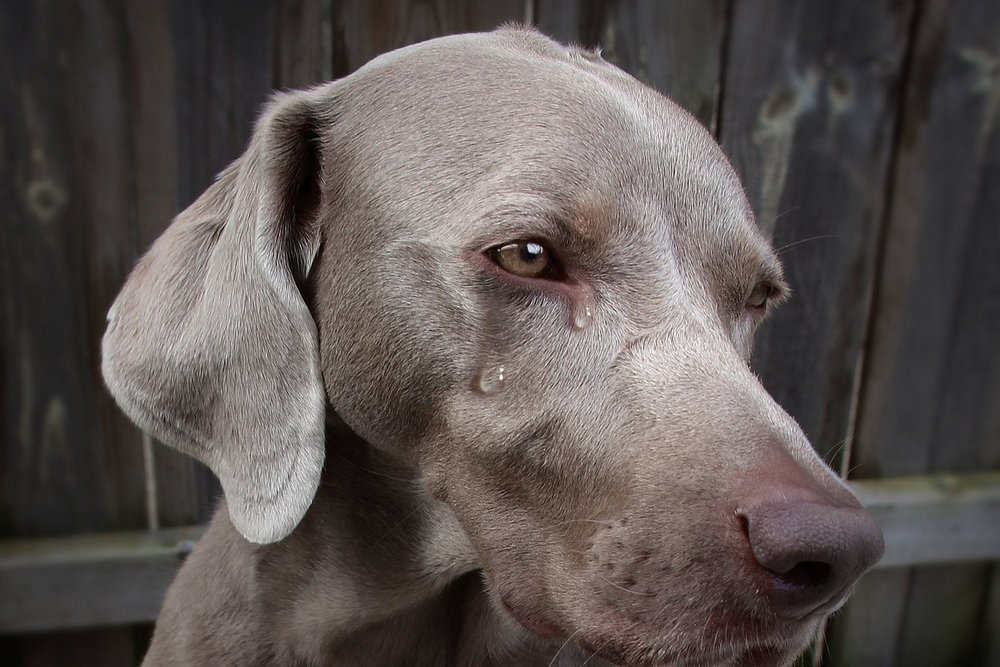 Perro