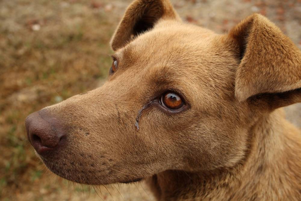 Perro