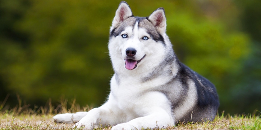 Perros parecidos a los huskies