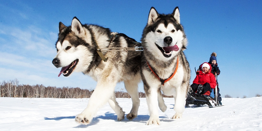 Malamutes en trineo