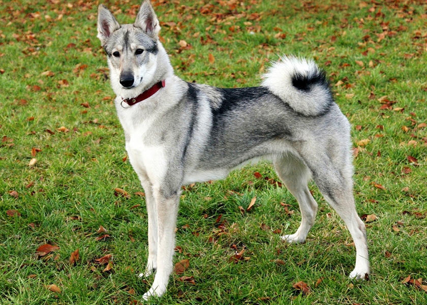 Laika siberiana