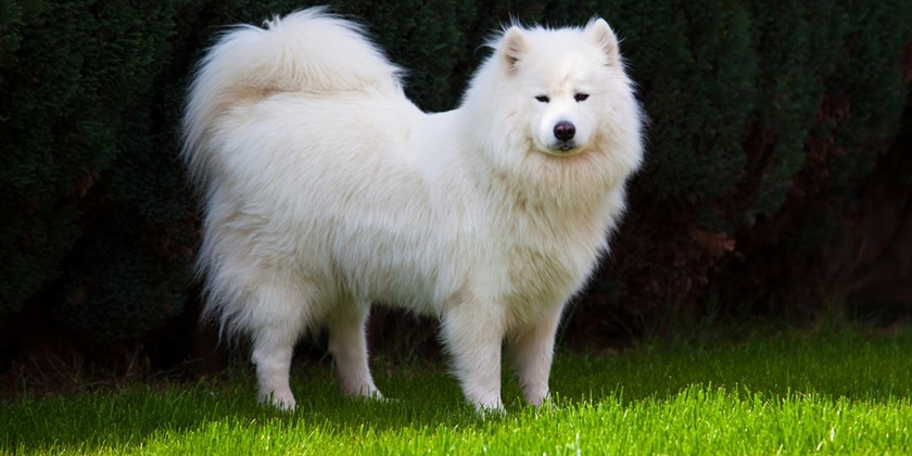 Raza de perro samoyedo