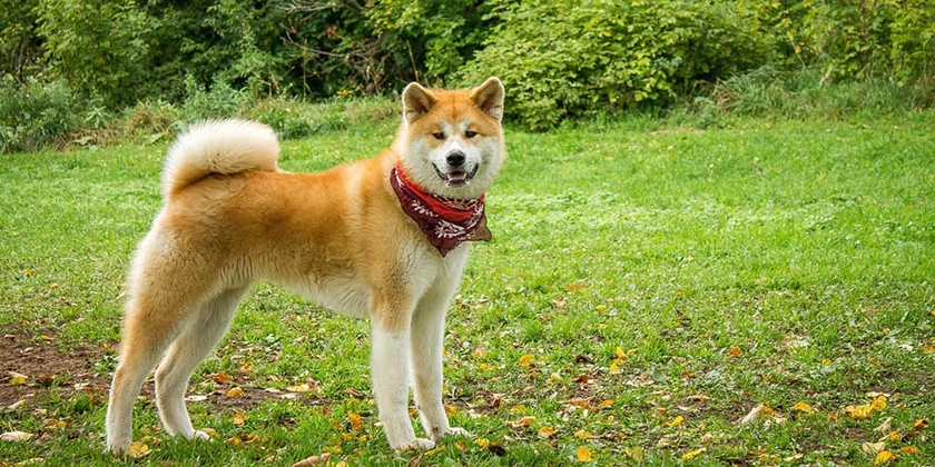 Raza Akita Inu
