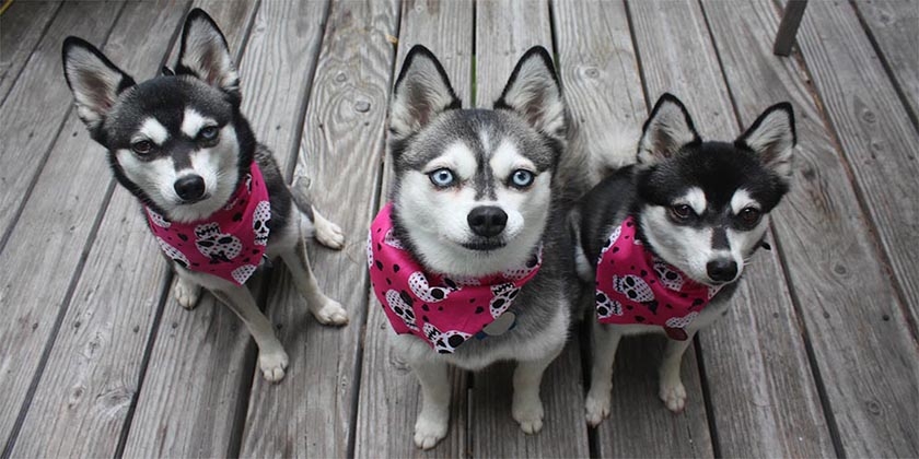 Perros de la raza Klee Kai