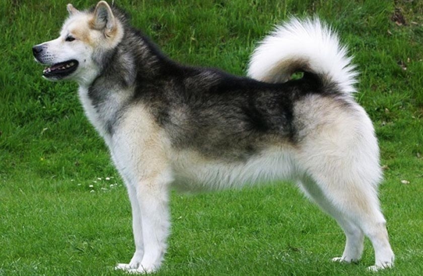 Greenlandshund