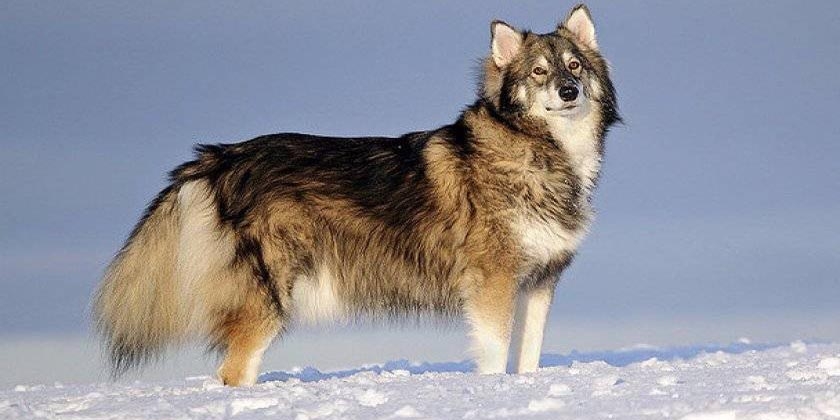 Raza Utonagan