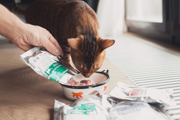 Un gato come alimento natural