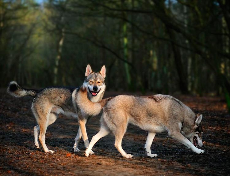 dos perros tamascanos