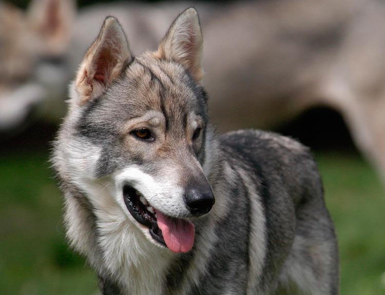 Tamaskan