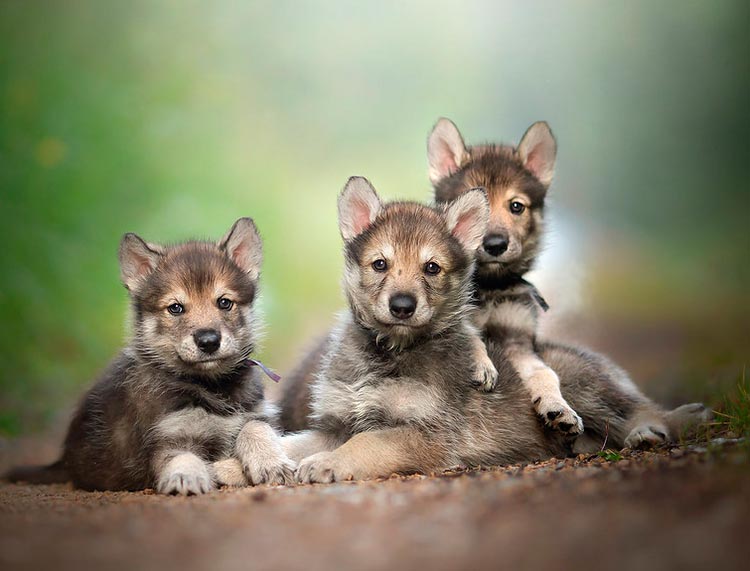 cachorros tamaskanos