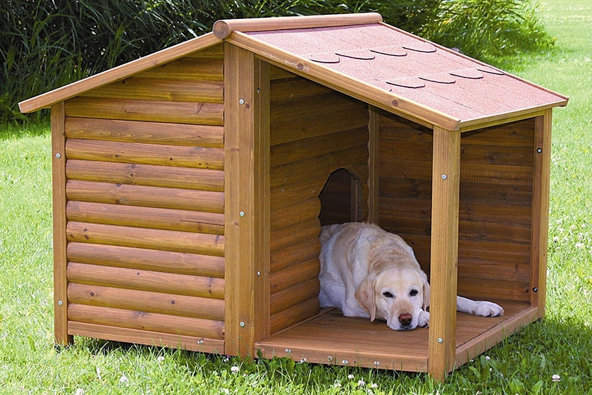 Labrador en la caseta