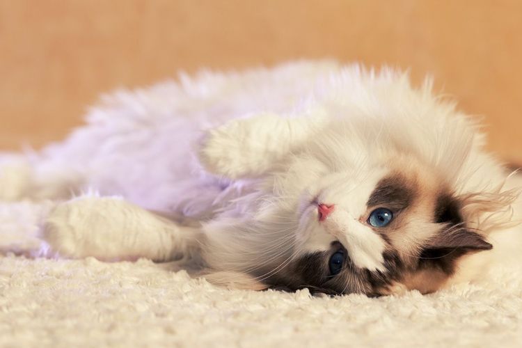 Vetspokoin für Katzen