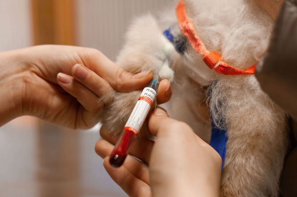 Extracción de sangre de un perro