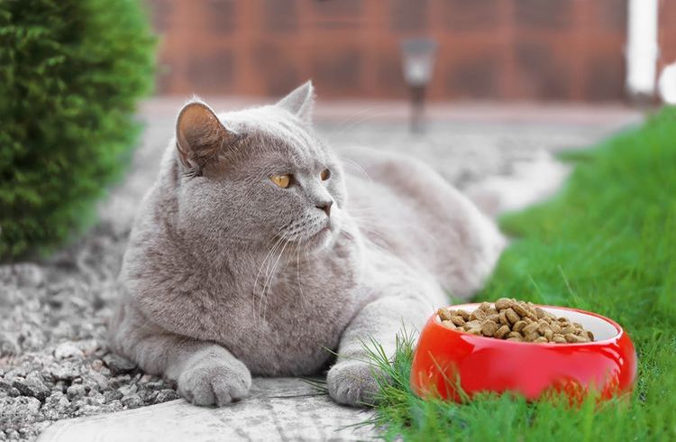 Gato británico junto a un cuenco de alimento seco