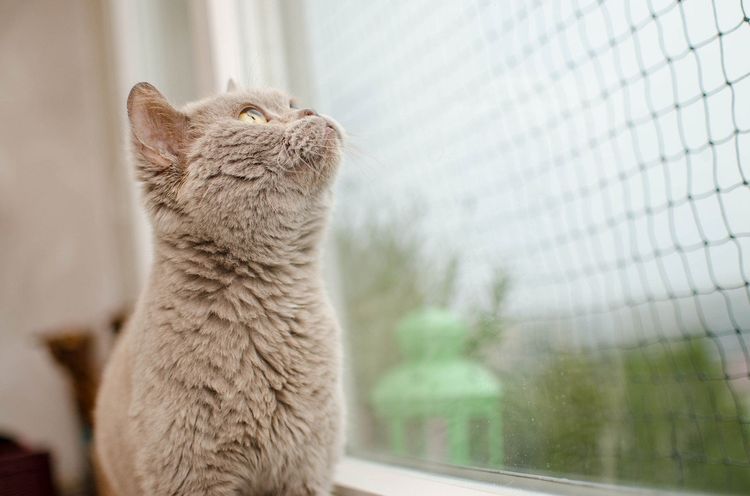 Malla antigatos