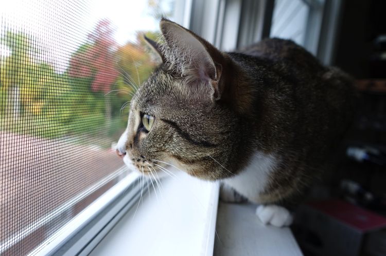 Protección para ventanas contra gatos