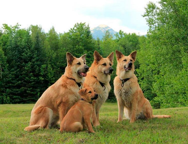 Perro de trineo Chinook