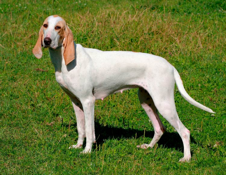 carácter del Porcelana