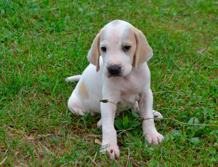 cachorro de Porcelaine