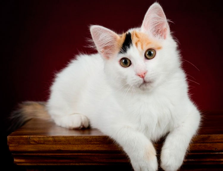 gatito van turco