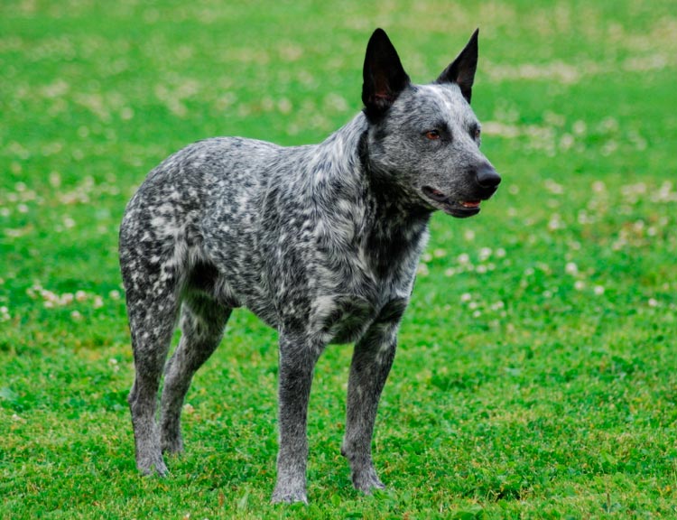 Perro pastor australiano de cola corta azul