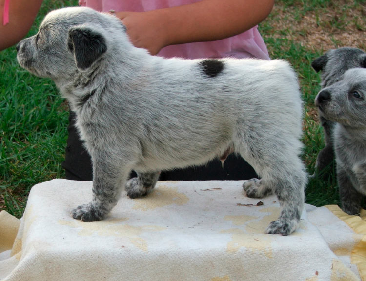 Cachorro de perro pastor australiano de cola corta