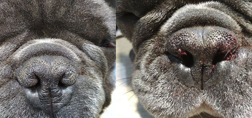 Rinoplastia para braquicefalia en el perro
