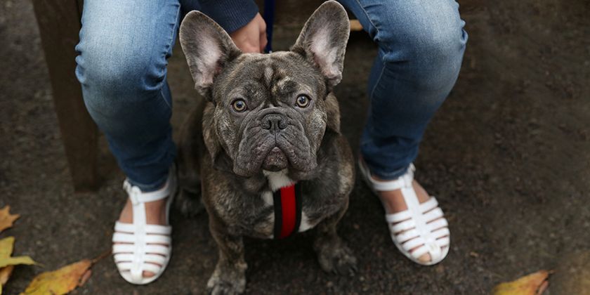 Síndrome braquicefálico en perros