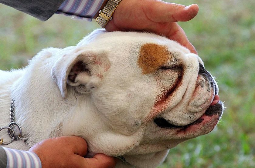 Braquicefalia en un perro
