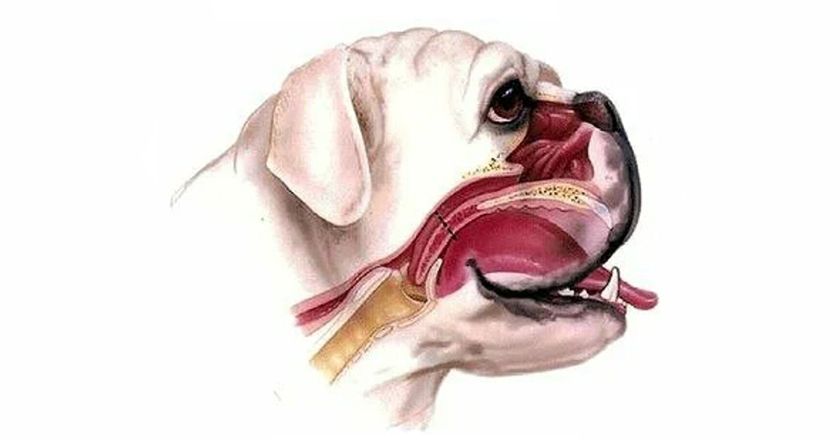 Perro braquicéfalo