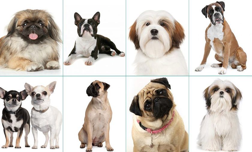 Razas de perros