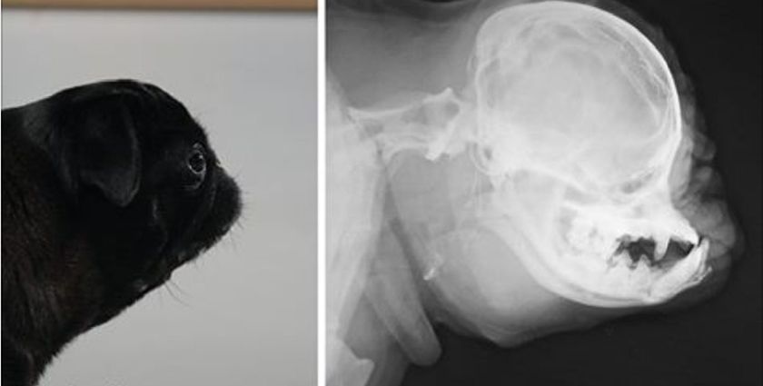 Radiografía de un braquicéfalo