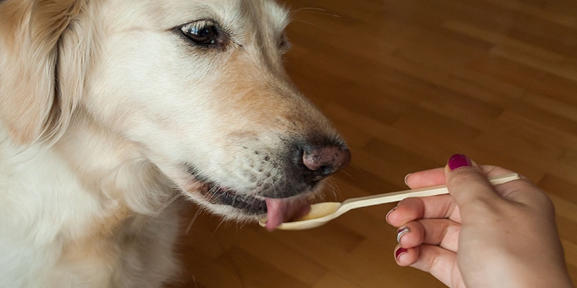 Medikament für den Hund