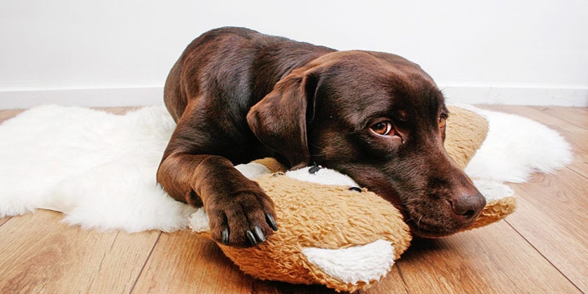 Was dem Hund bei Durchfall füttern?