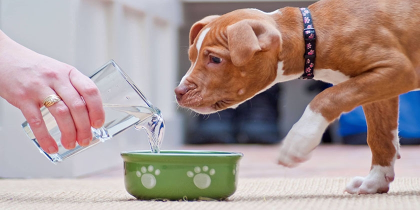 Wasser für den Hund